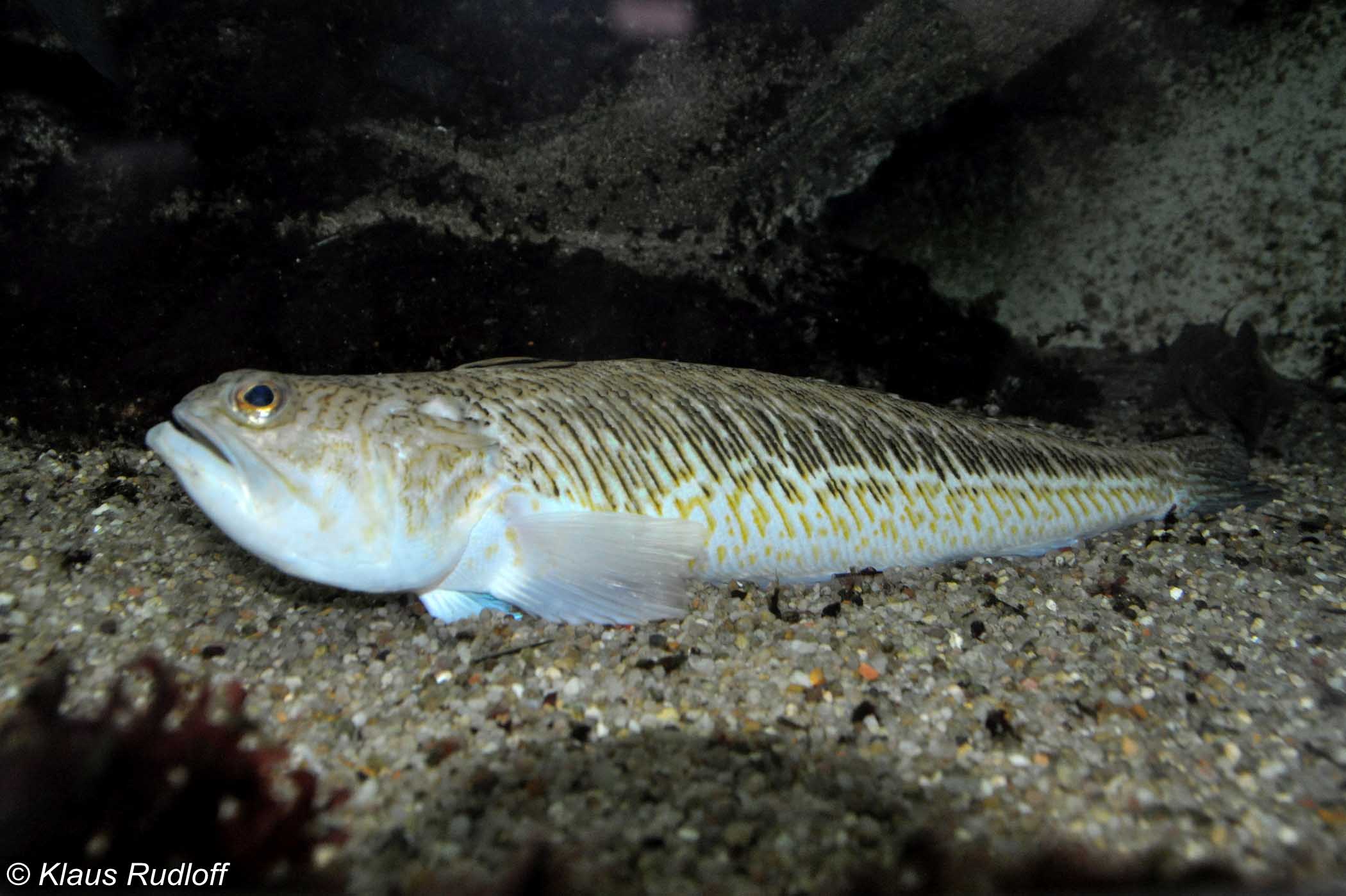 Trachinus draco - морской дракон или змейка.
