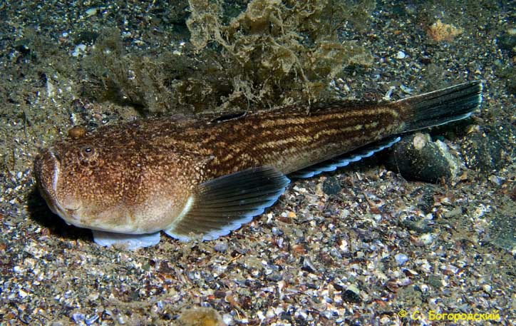 Uranoscopus scaber — звездочет или морская корова.
