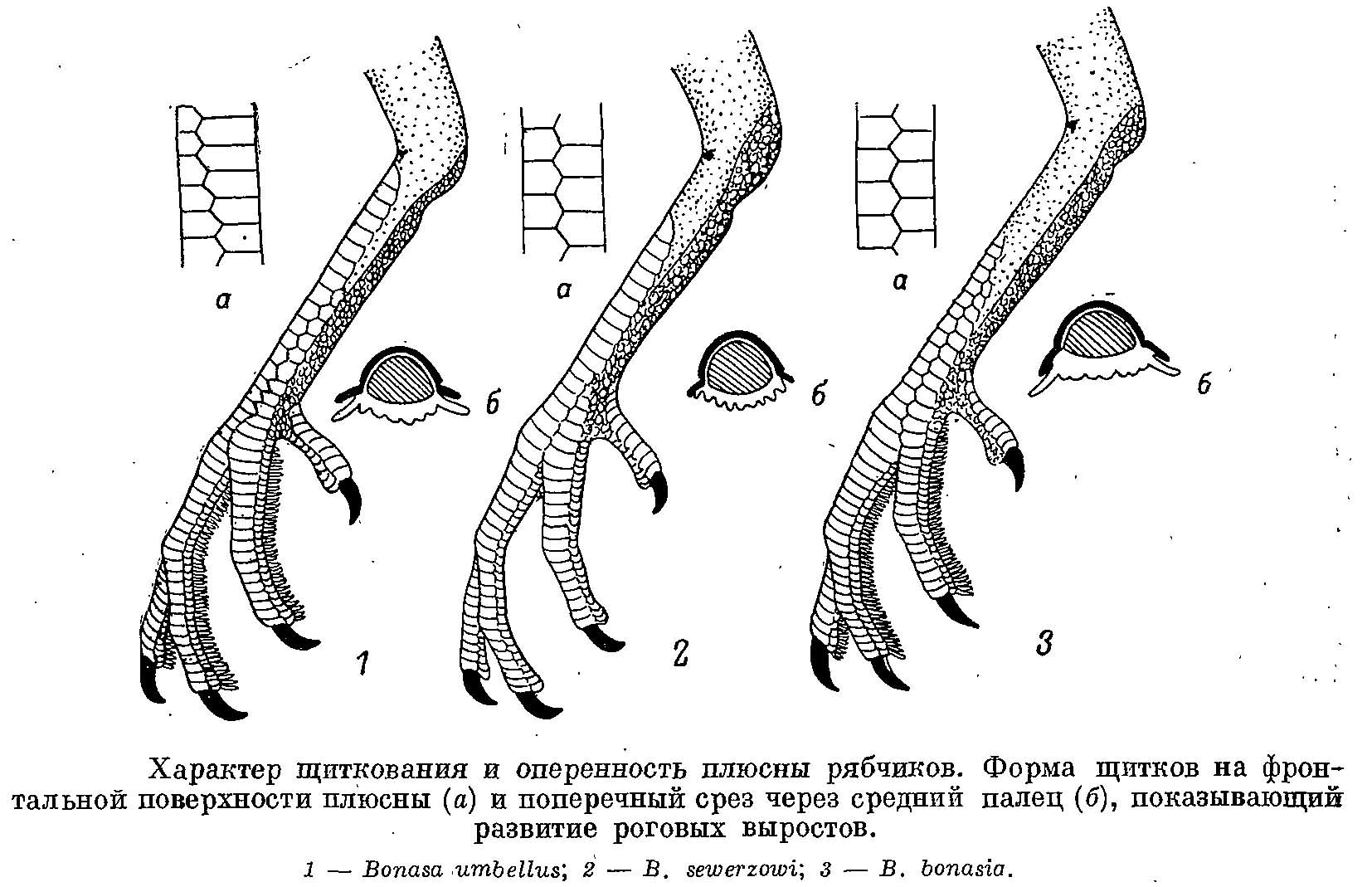 Рис. 1. Характер щиткования и оперенность плюсны рябчиков. Форма щитков на фронтальной поверхности плюсны (а) и поперечный срез через средний палец (б), показывающий развитие роговых выростов.