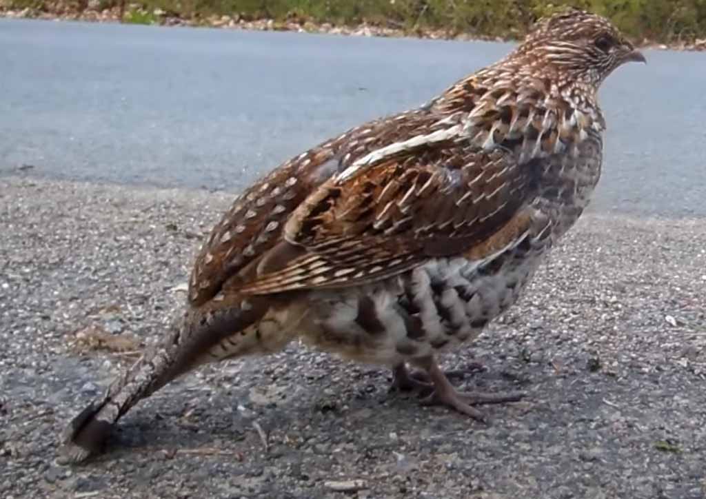 Bonasa umbellus. Воротничковый рябчик.