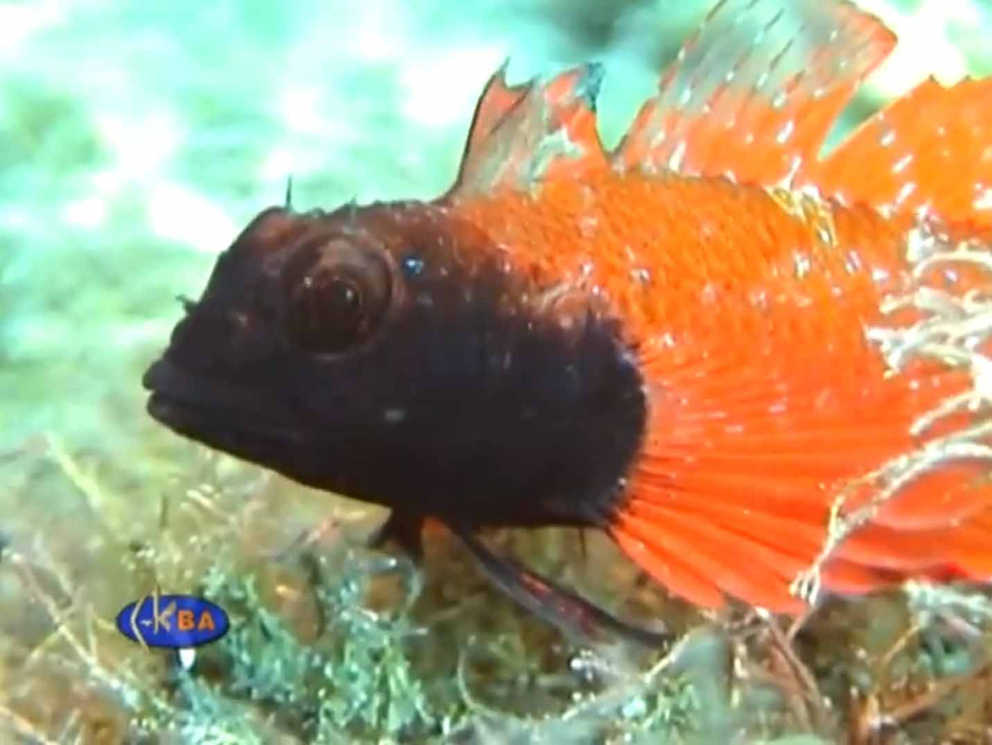Троеперые рыбы Чёрного моря. Семейство Tripterygiidae.