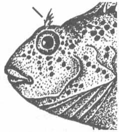 Parablennius sanguinolentus (обыкновенная морская собачка).