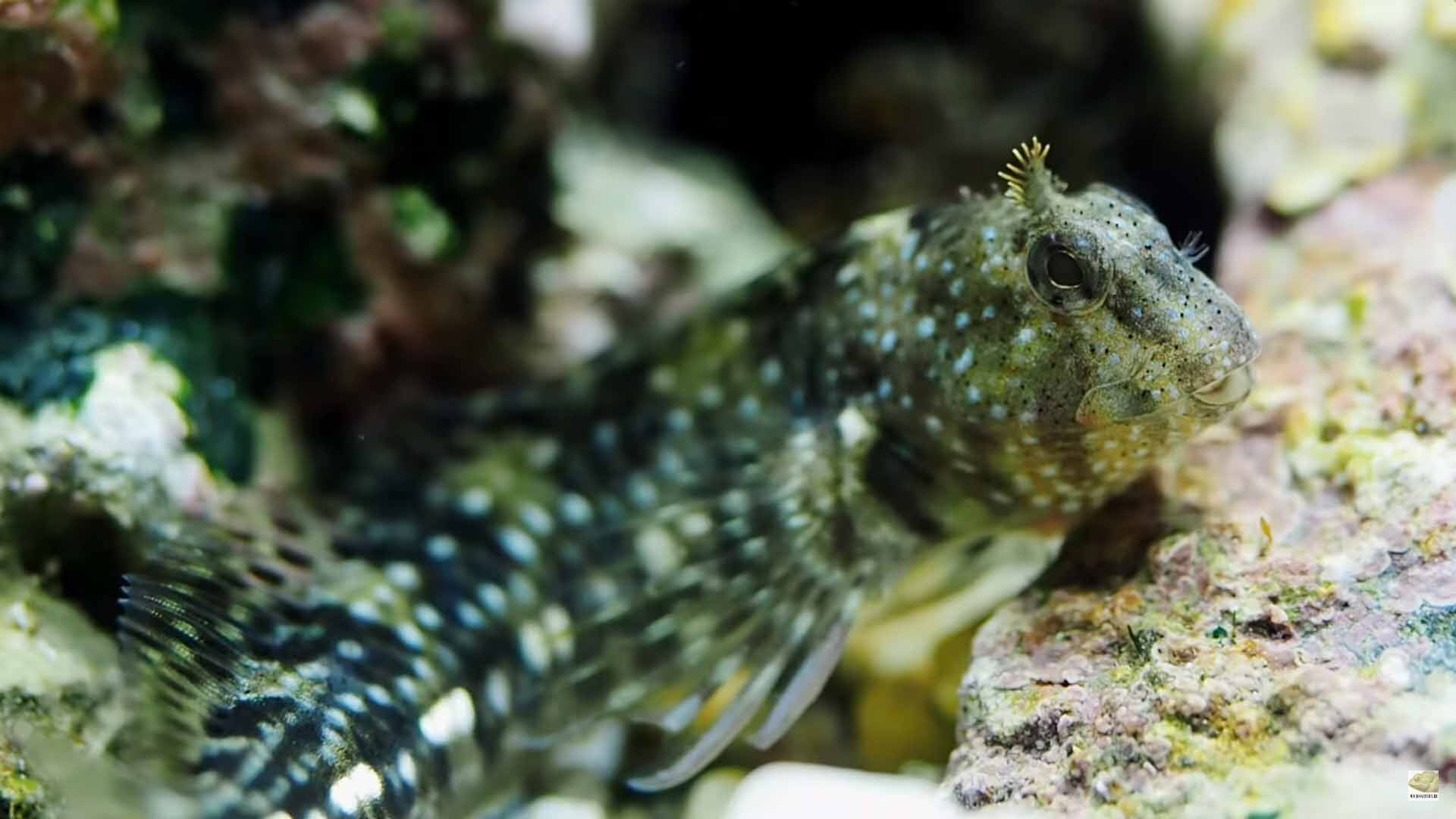 Хохлатая морская собачка (Coryphoblennius galerita).
