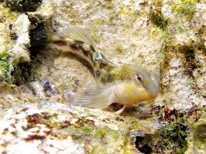 Короткоперая собачка (Lipophrys adriaticus).