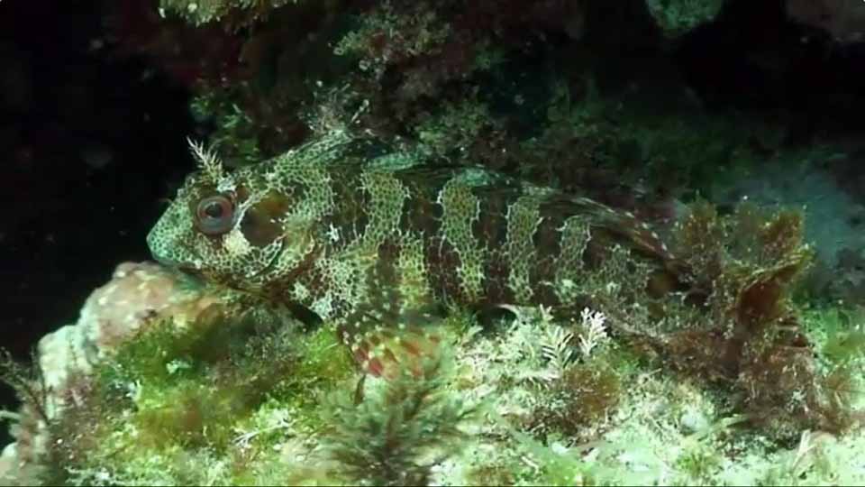Тупорылая собачка (Parablennius gattorugine).
