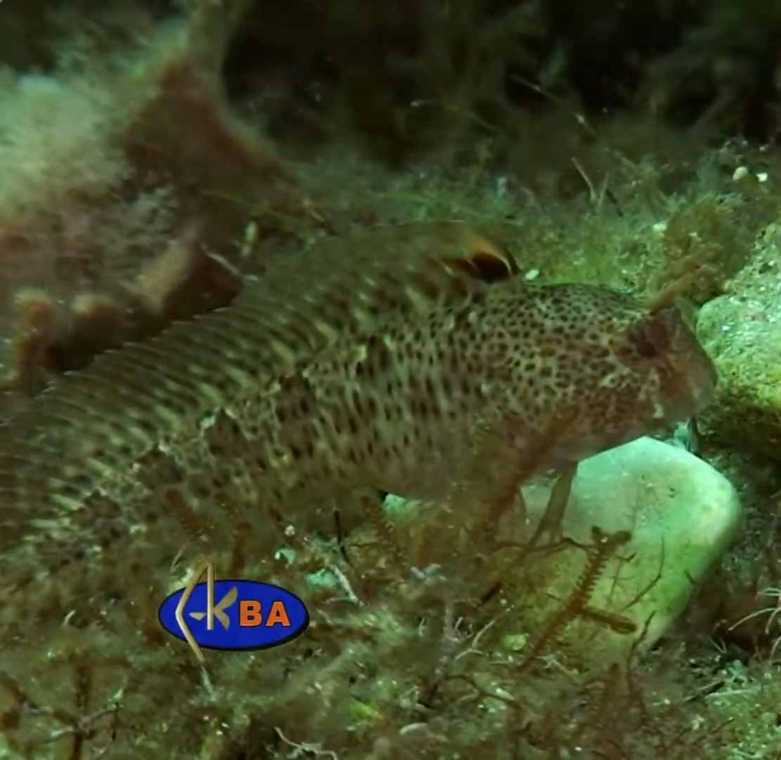 Длиннощупальцевая морская собачка (Parablennius tentacularis).