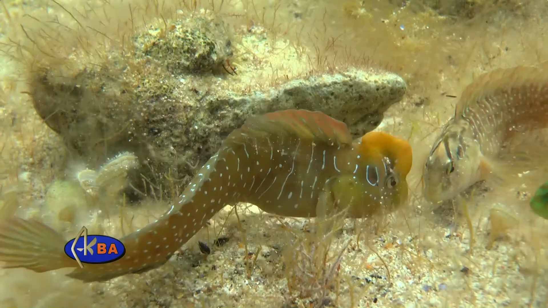 Морская собачка-павлин (Salaria pavo).