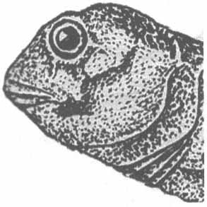 Lipophrys adriaticus (короткоперая собачка).