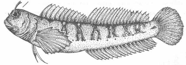 Parablennius incognitas (зеленая собачка).