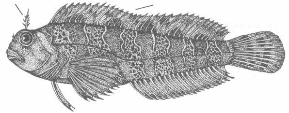 Parablennius gattorugine (тупорылая собачка).