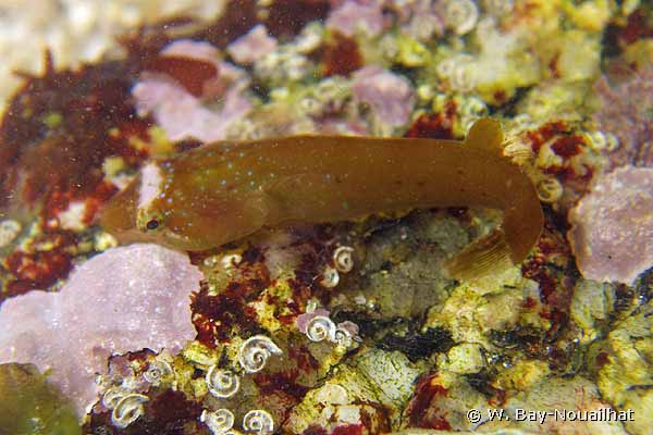 Аплетодон или малоголовая присоска (Apletodon dentatus).