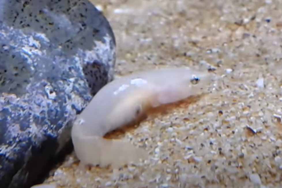 Пятнистая присоска, короткоперая уточка или прилипало (Diplecogaster bimaculata).