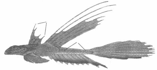 Callionymus pusillus (бурая пескарка).