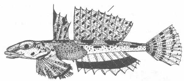 Callionymus fasciatus (полосатая пескарка).