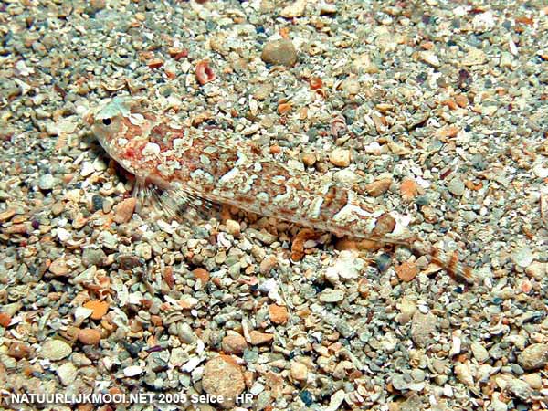 Полосатая пескарка (Callionymus fasciatus).