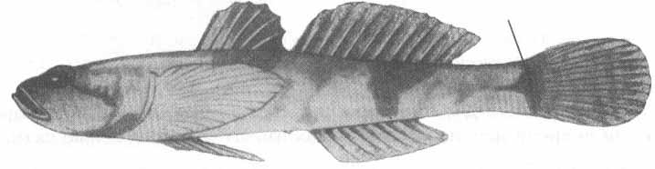 Caspiosoma caspium (каспиосома).