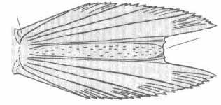 Gobius xanthocephalus (золотистый бычок).