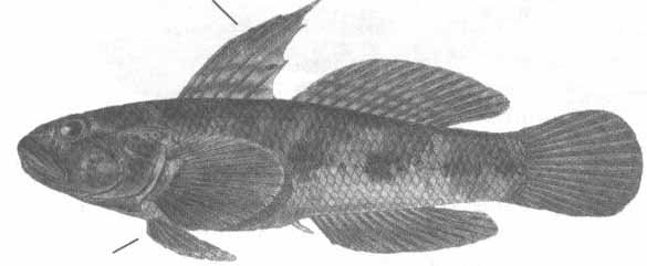 Gobius niger (черный бычок).