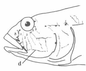 Gobius cobitis (бычок-кругляш).