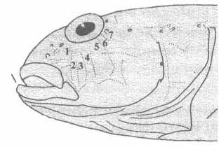 Neogobius gymnolrachelus (бычок-гонец).