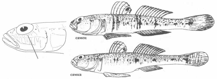 Pomatoschistus minutus (малый лысун).