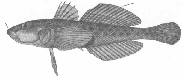 Neogobius fluviatilis (бычок-песочник).