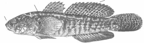 Gobius ophiocephalus (травяник).