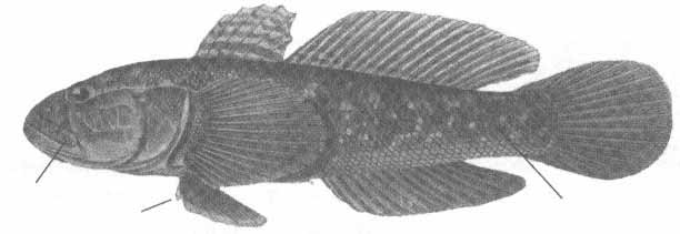 Neogobius ratan (бычок-ротан).