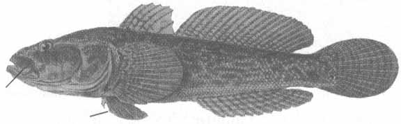 Neogobius platyrostris (бычок-губан).