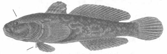 Neogobius eurycephalus (бычок-рыжик).