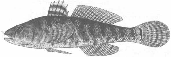 Proterorhinus mannoratus (бычок-цуцик).