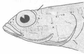 Pomatoschistus bathi (лысун Бата).