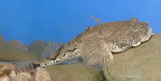 Звездчатая пуголовка. Benthophilus stellatus.