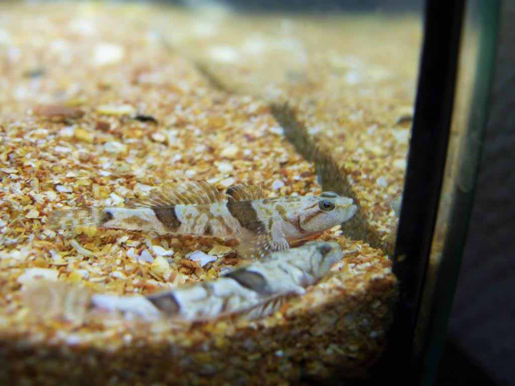 Каспиосома. Caspiosoma caspium.