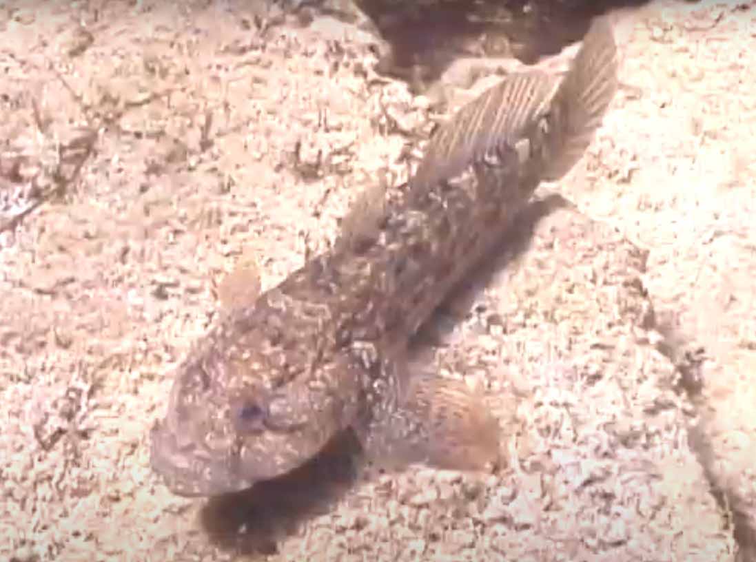 Бычок-кругляш, бычок-змея. Gobius cobitis.