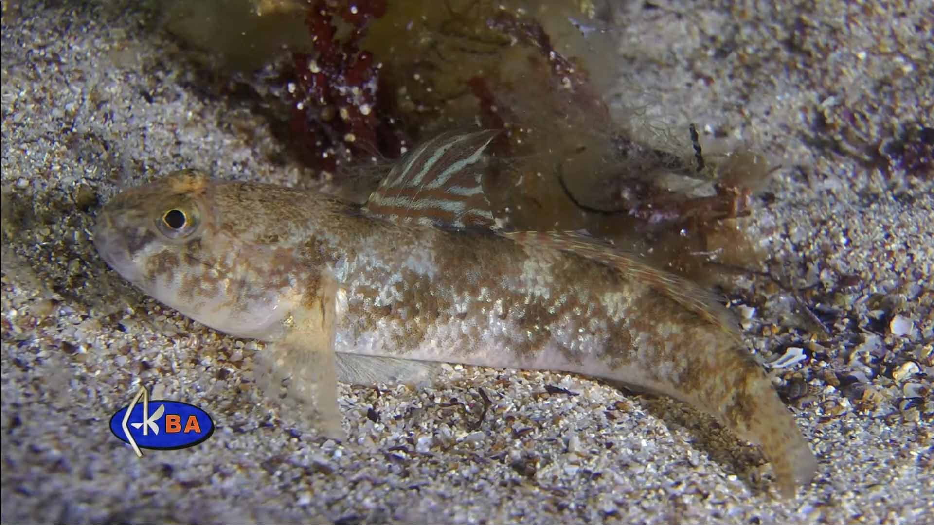 Черный бычок. Gobius niger.