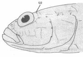 Pomatoschistus marmoratus (леопардовый лысун).
