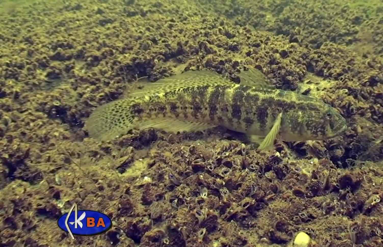 Травяник, травяной бычок, зеленчак. Gobius ophiocephalus.