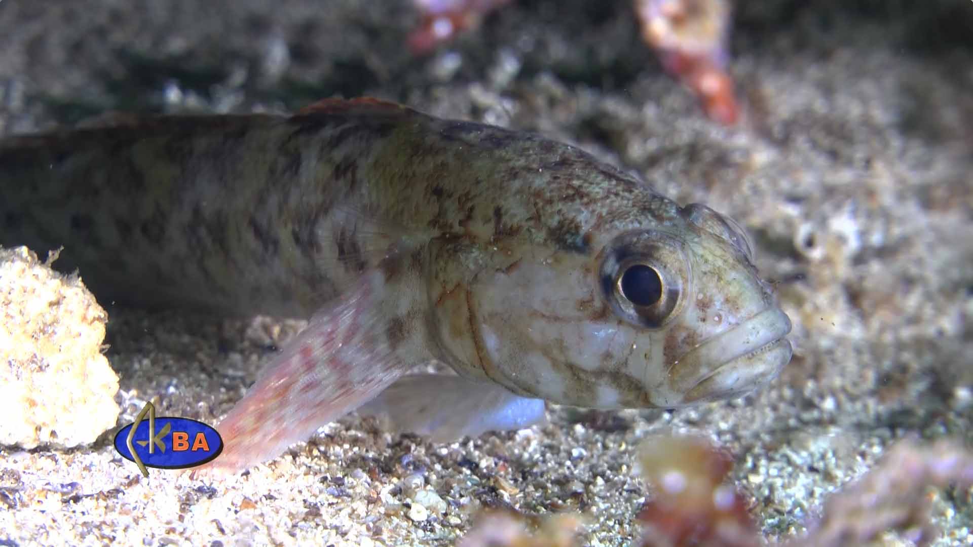 Бычок-паганель. Gobius paganellus.