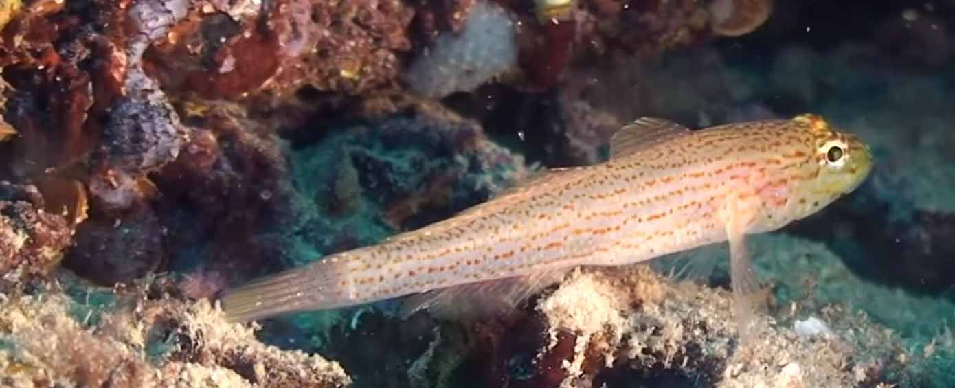 Золотистый (золотой) бычок. Gobius xanthocephalus.