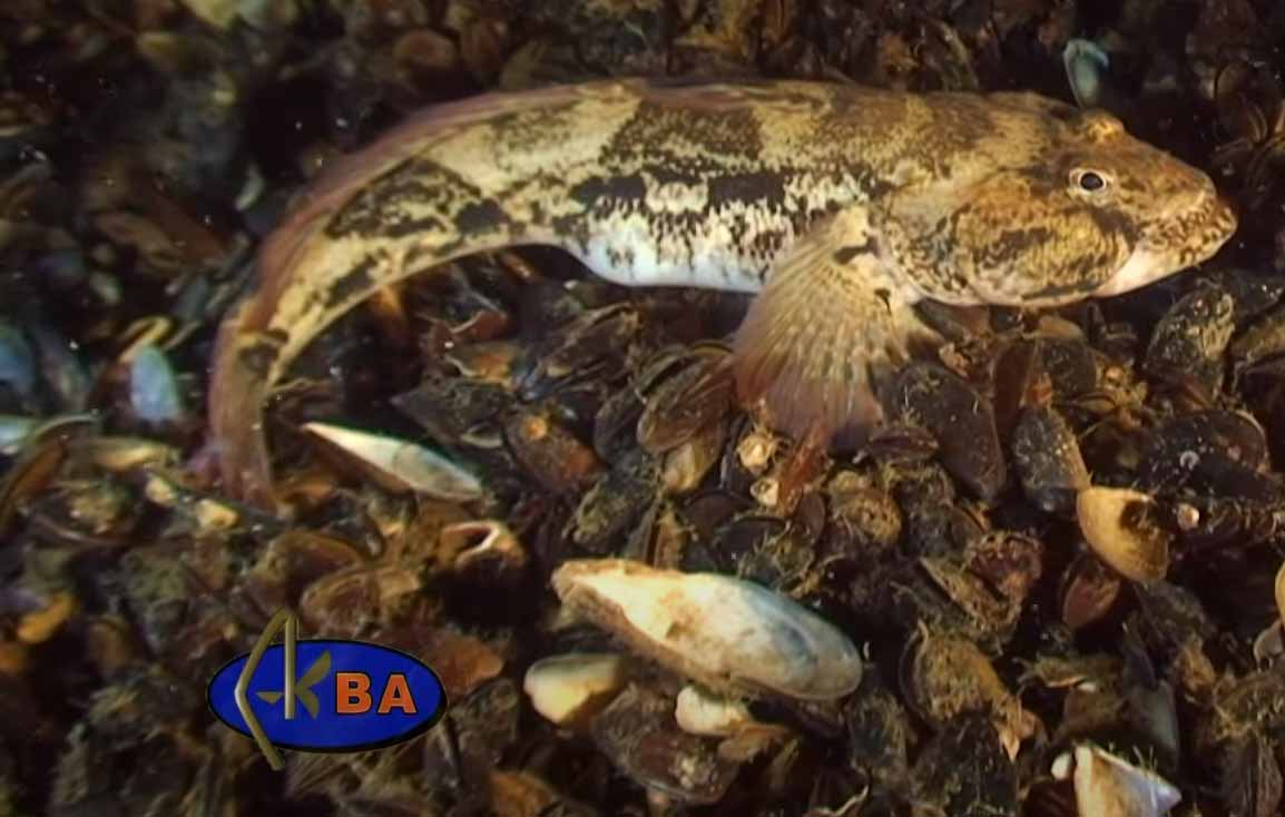 Мартовик, бычок-кнут или жаба. Mesogobius batrachocephalus.