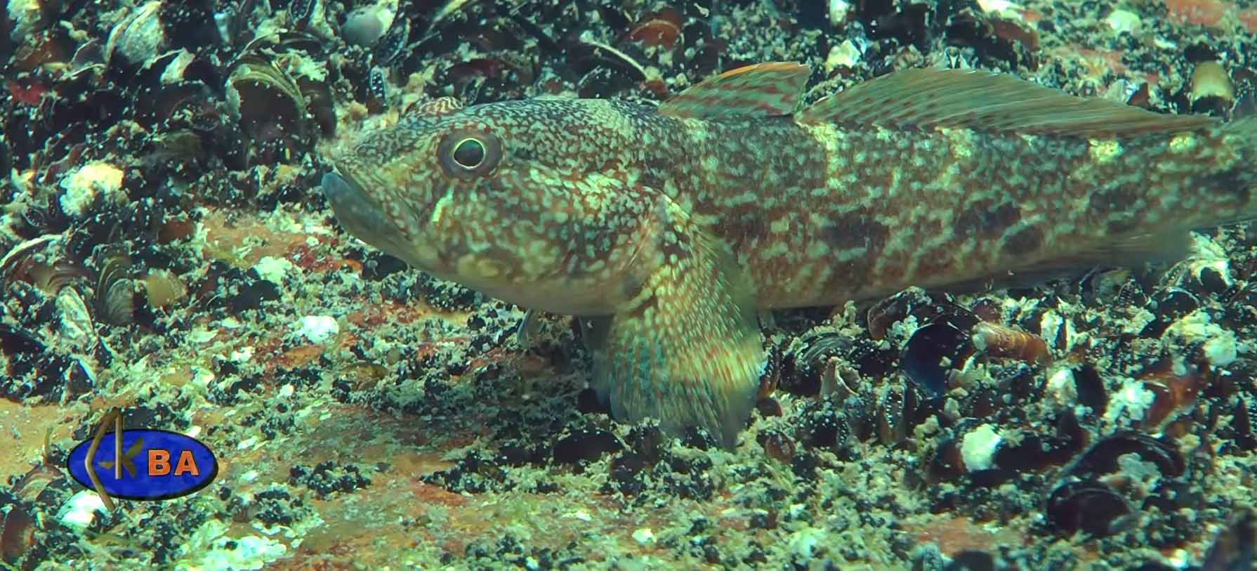 Бычок-рыжик. Neogobius eurycephalus.