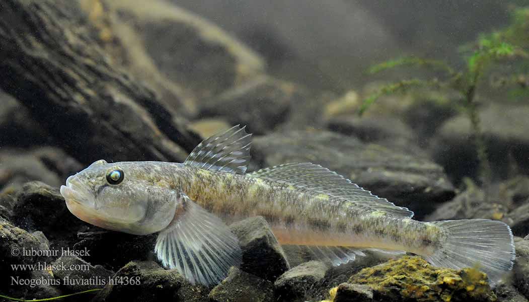 Бычок-песочник, бабка. Neogobius fluviatilis.