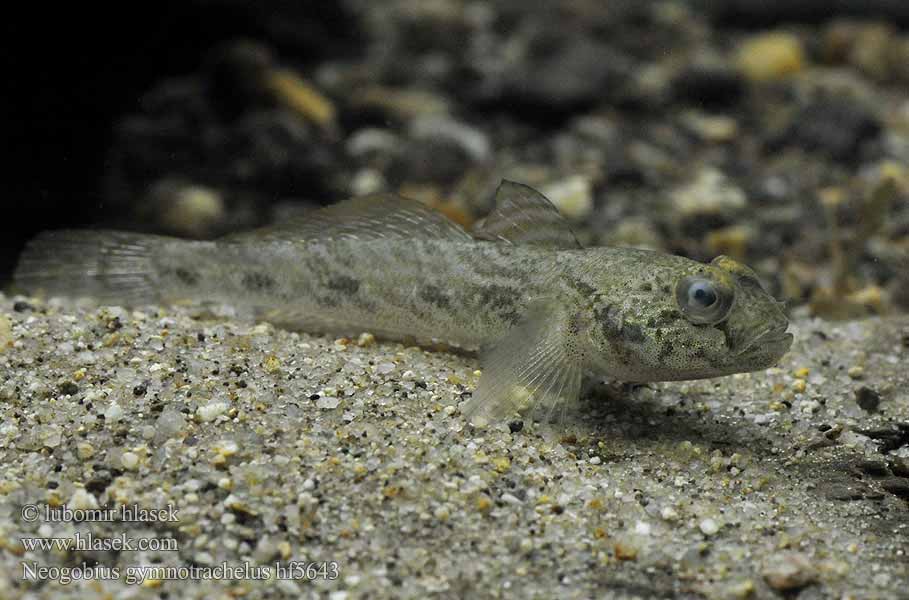 Бычок-гонец. Neogobius gymnotrachelus.