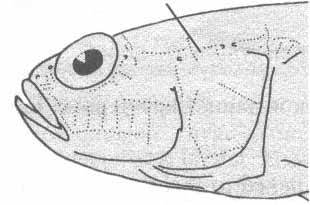 Knipowitschia caucasica (бычок-бубырь).