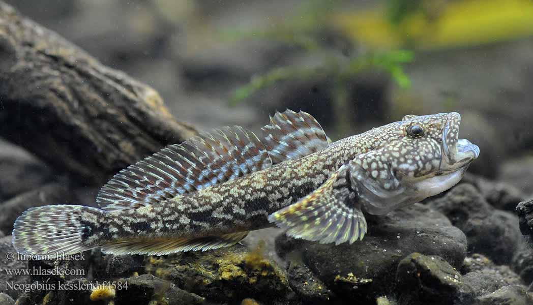 Бычок-головач. Neogobius kessleri.