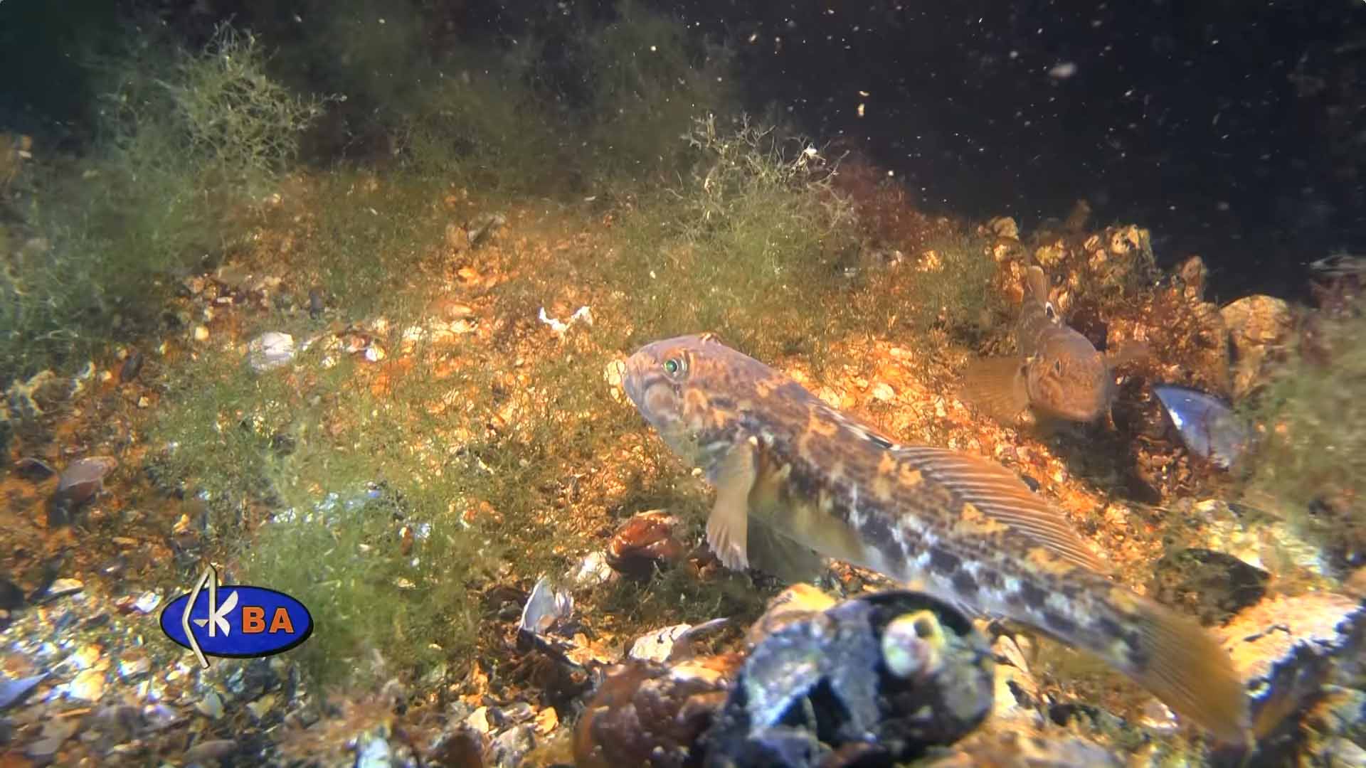 Бычок-кругляк. Neogobius melanostomus.