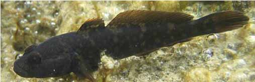 Бычок-губан. Neogobius platyrostris.