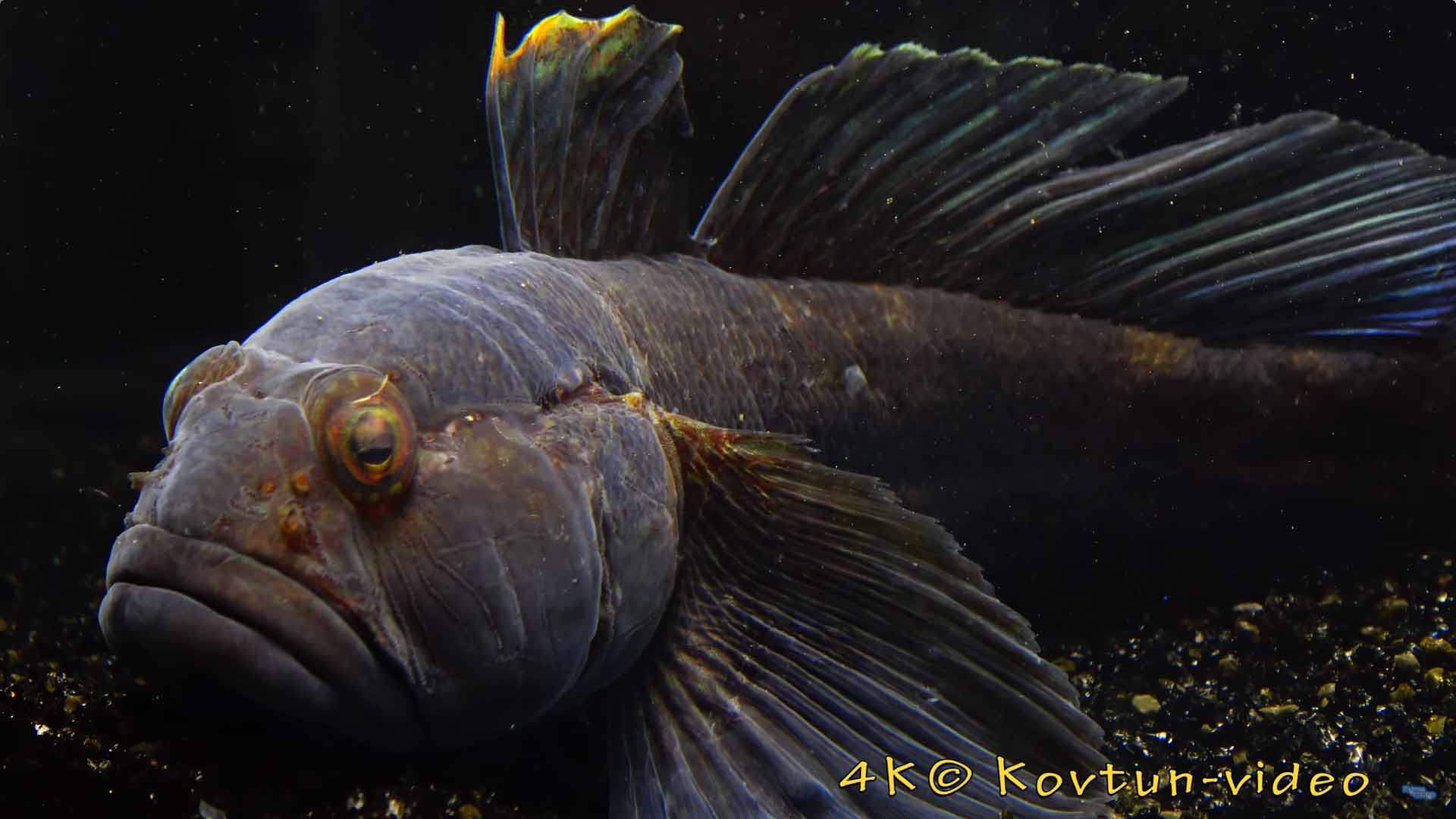 Бычок-ротан. Neogobius ratan.