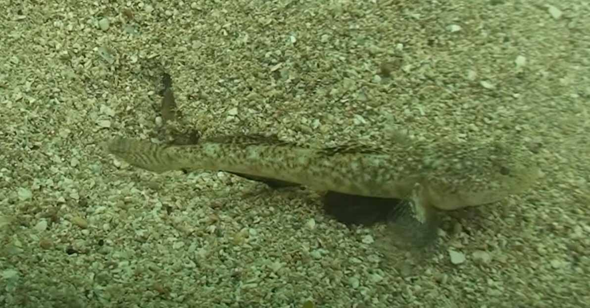 Леопардовый лысун. Pomatoschistus marmoratus.